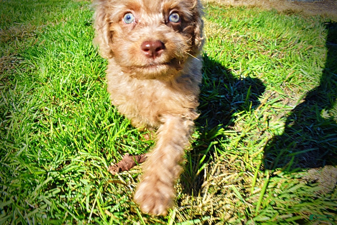 Havapoo dogs for sale: Indigo - Ad 17