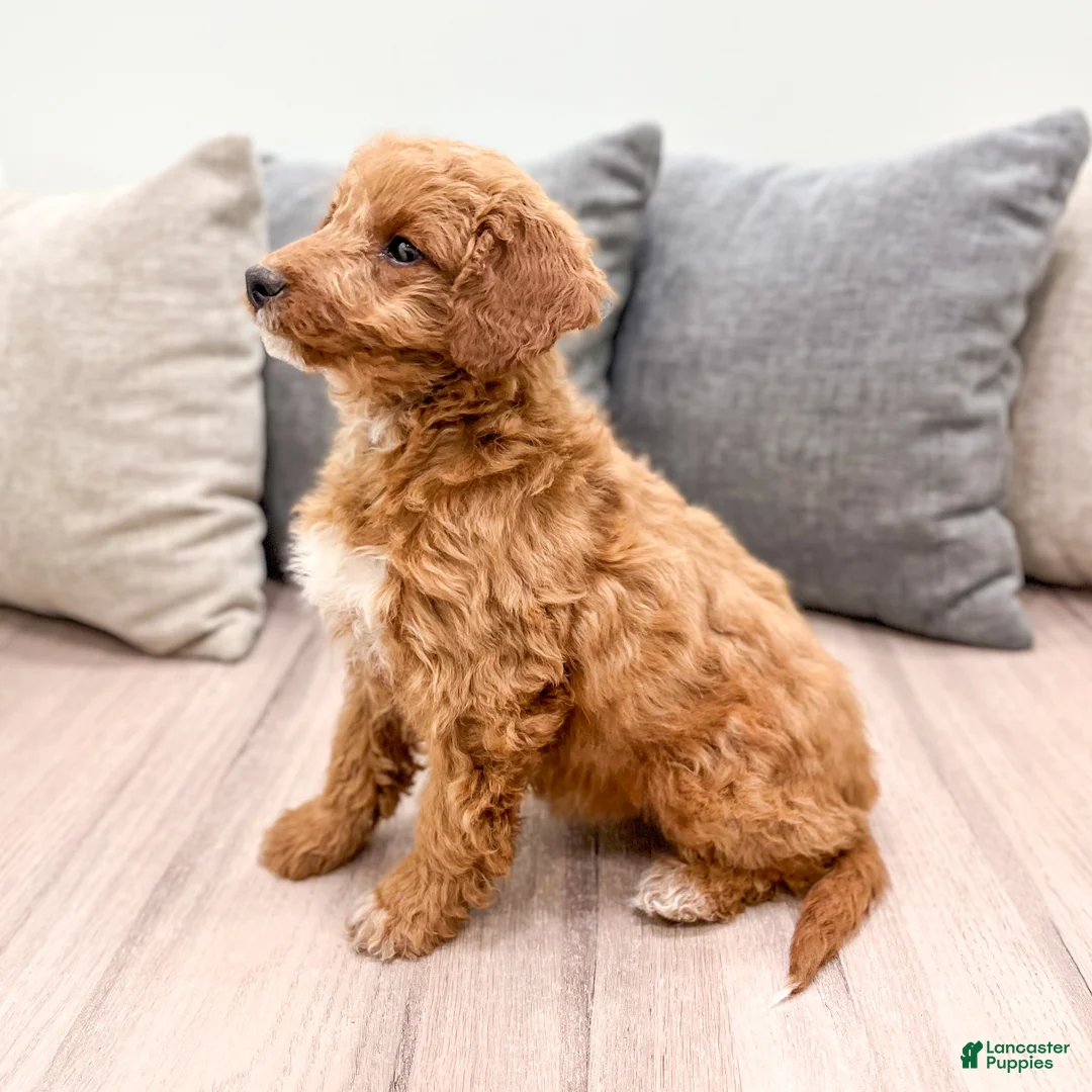 Goldendoodle dogs for sale: Ashley - Ad 4