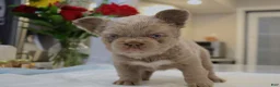 French Bulldog dogs for sale: Teddy bear - Ad 3