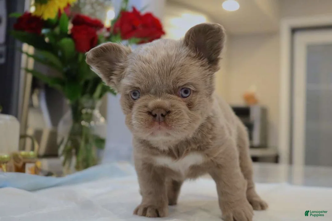 French Bulldog dogs for sale: Teddy bear - Ad 3