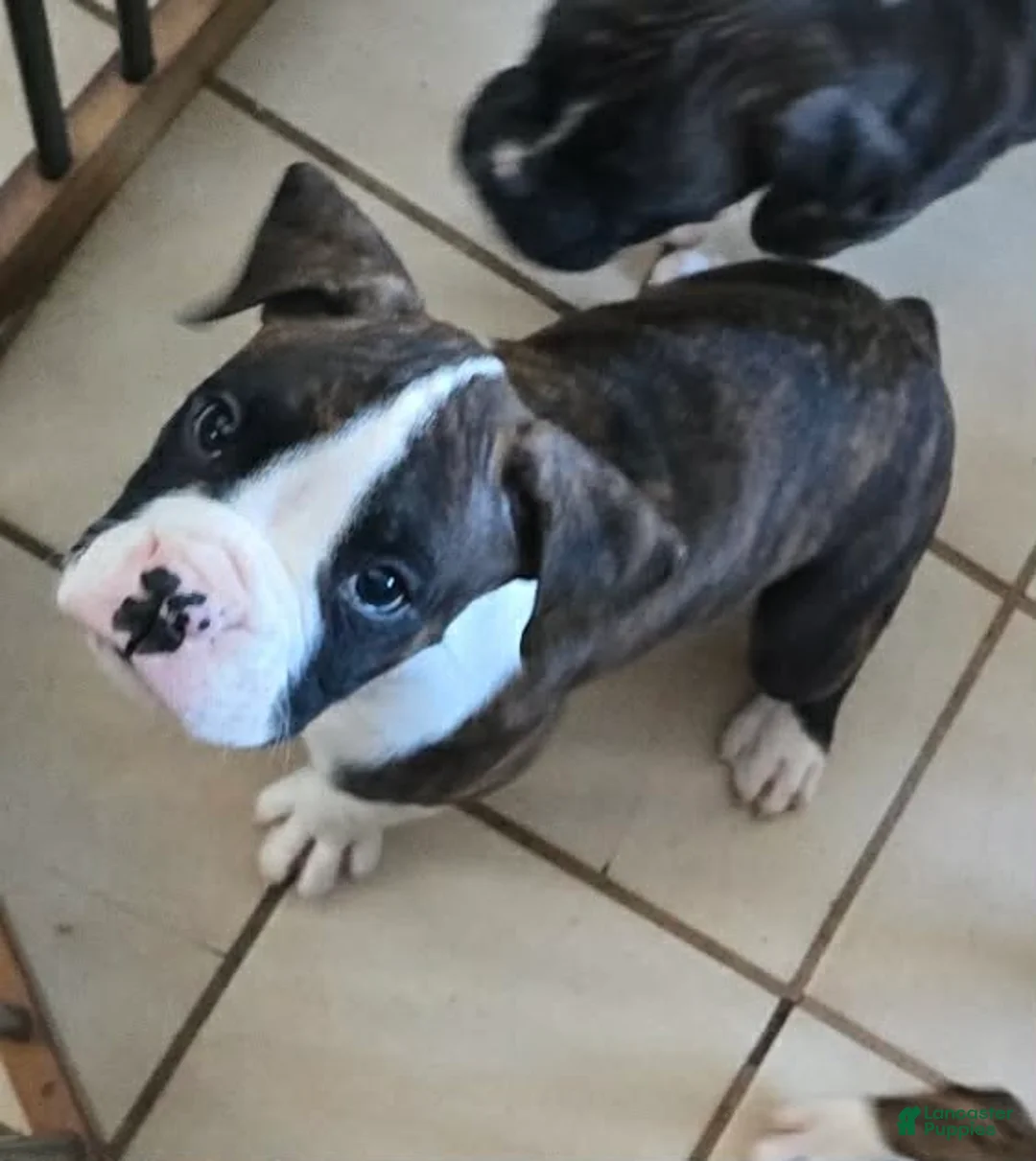 Boxer dogs for sale: Chase - Ad 1