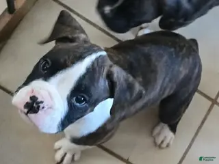 Boxer dogs Chase - Ad 19