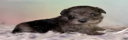 Schnoodle dogs for sale: Pipsqueak - Ad 2