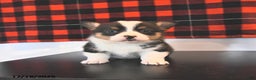 Welsh Corgi Pembroke dogs for sale: Gavin  - Ad 2