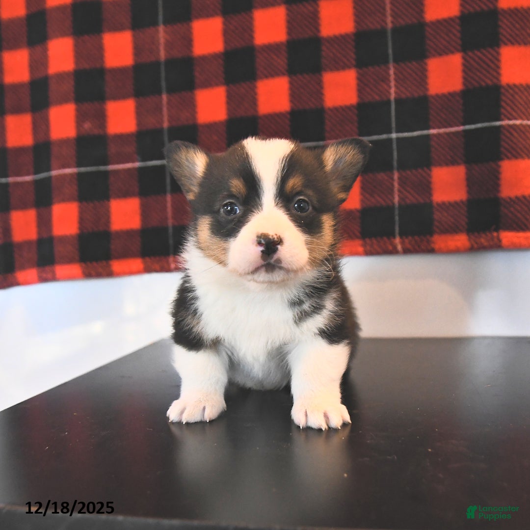 Welsh Corgi Pembroke dogs for sale: Gavin  - Ad 2