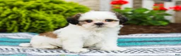 Shih Tzu dogs for sale: Buttons (Raised in Home, Crate Trained & Potty Training!) - Ad 4