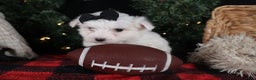 Maltese dogs for sale: ARCHIE - Ad 16