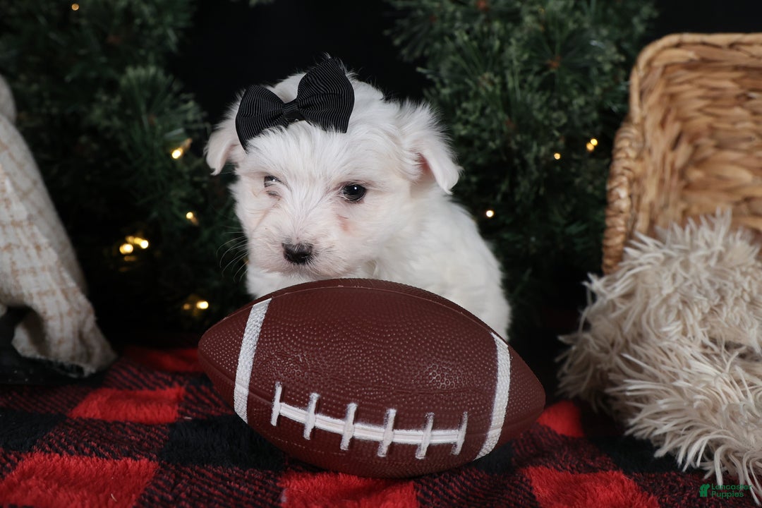 Maltese dogs for sale: ARCHIE - Ad 16