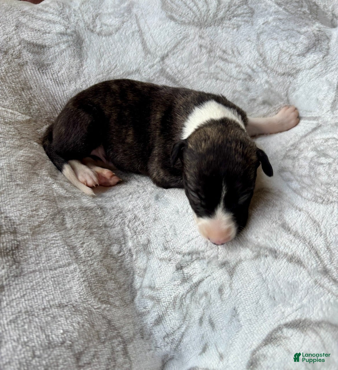 Whippet dogs Boy 2 - Ad 2