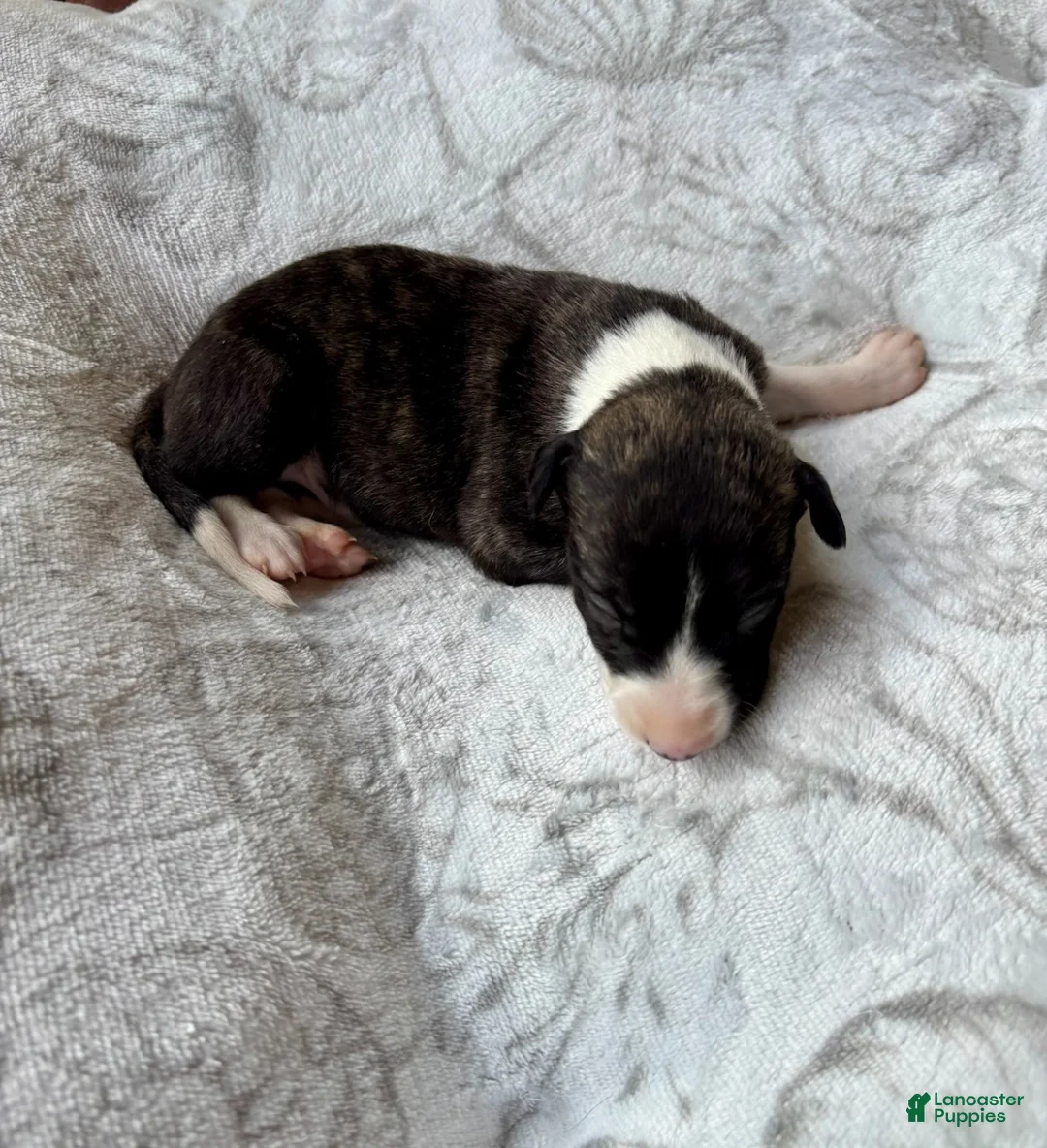 Whippet dogs for sale: Boy 2 - Ad 2