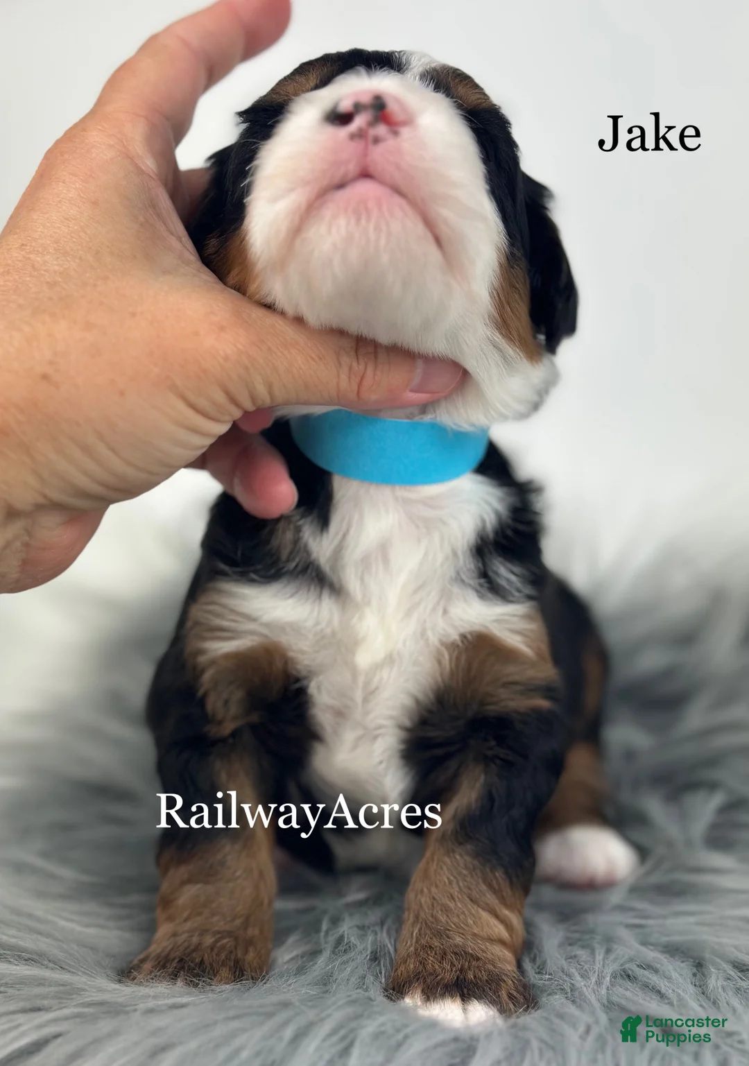 Mini Bernedoodle dogs for sale: Jake - Ad 2