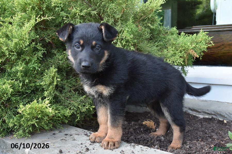 Mixed Breed dogs Kameron - Ad 2