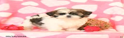 Shih Tzu dogs for sale: Skittles - Ad 3