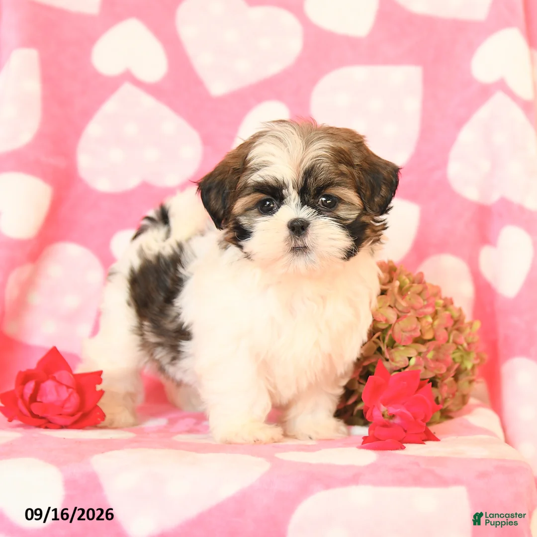 Shih Tzu dogs for sale: Skittles - Ad 3
