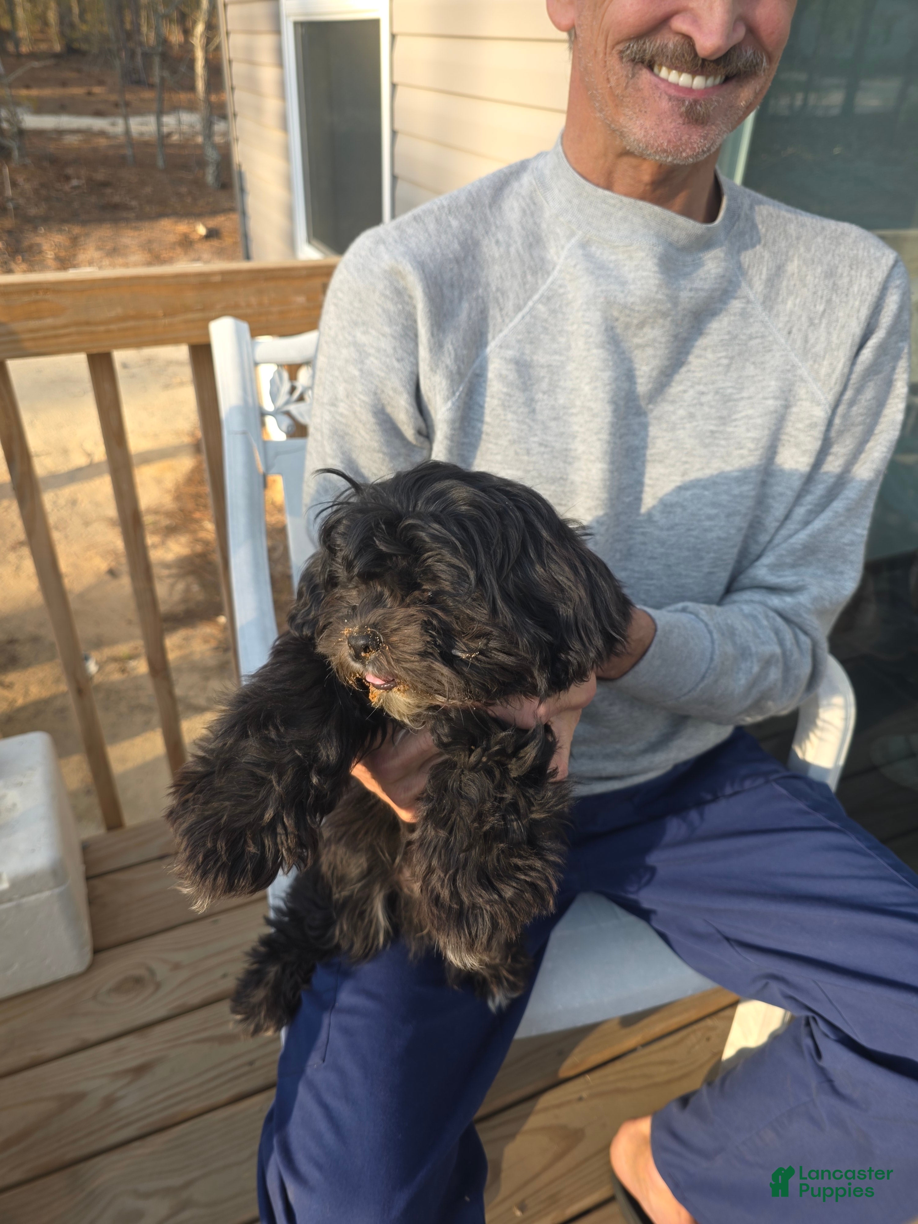 Shihpoo dogs Oreo - Ad 2