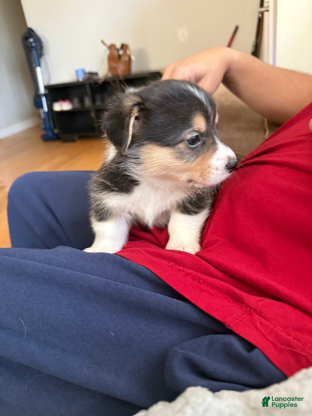 Welsh Corgi Pembroke dogs for sale: Pooh - Ad 11