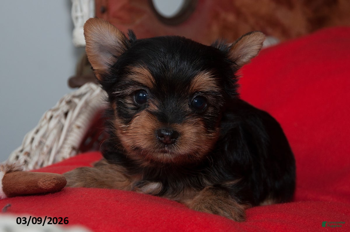 Yorkshire Terrier dogs for sale: Sophia - Ad 1