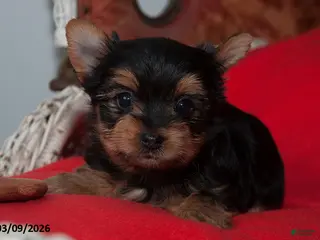 Yorkshire Terrier dogs for sale: Sophia - Ad 1