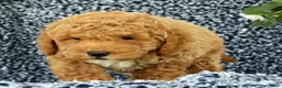 Mini Goldendoodle dogs for sale: Vinny - Ad 8