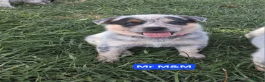 Australian Cattle Dog Mr. M&M     AKC Registration