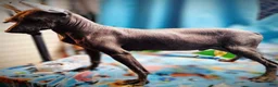 Xoloitzcuintle dogs for sale: Xoloitzcuintle Male Young adult Adolescent  - Ad 4