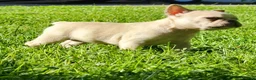 French Bulldog dogs for sale: Mello - Ad 6