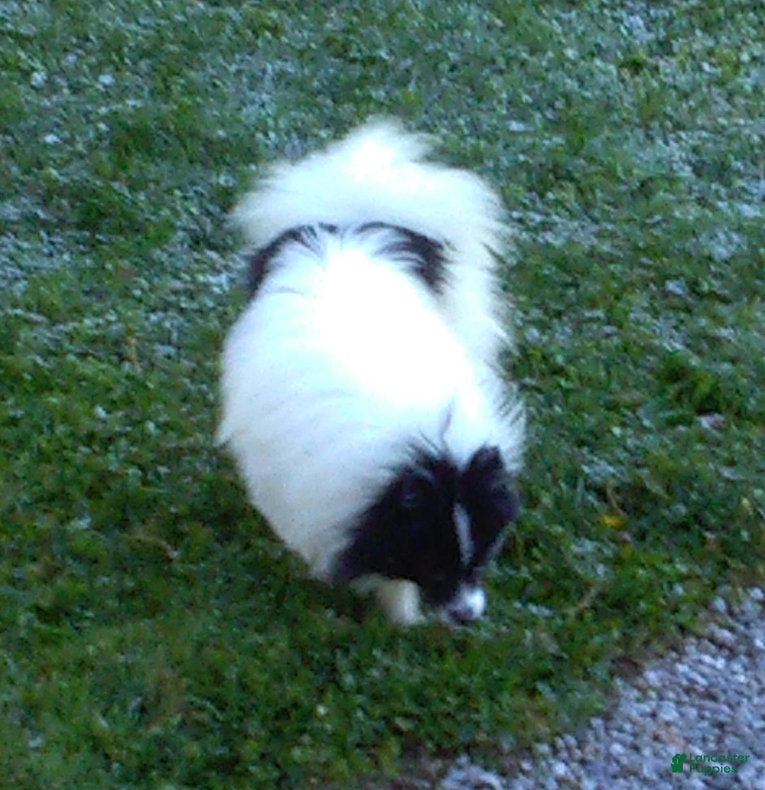 Pomeranian dogs for sale: Jill - Ad 5