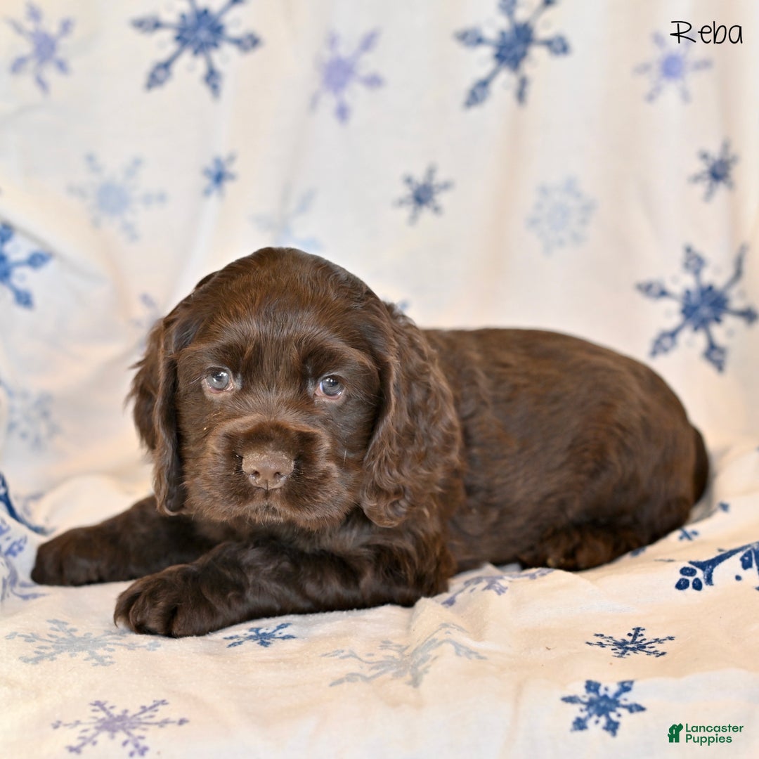 Cocker Spaniel dogs for sale: Reba - Ad 5