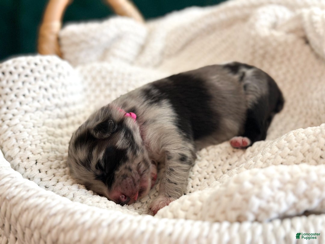 Australian Shepherd dogs for sale: Blue Merle Female (Boo) - Ad 5