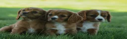 Cavalier King Charles Spaniel dogs for sale: Ford 💙 - Ad 18