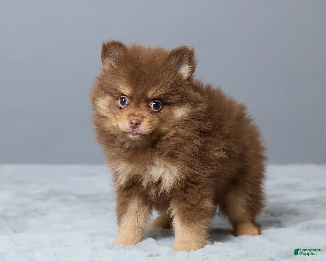 Pomeranian dogs for sale: Lyn - Ad 5