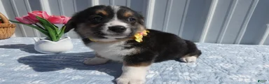 Welsh Corgi Pembroke Puppy 4 Lara
