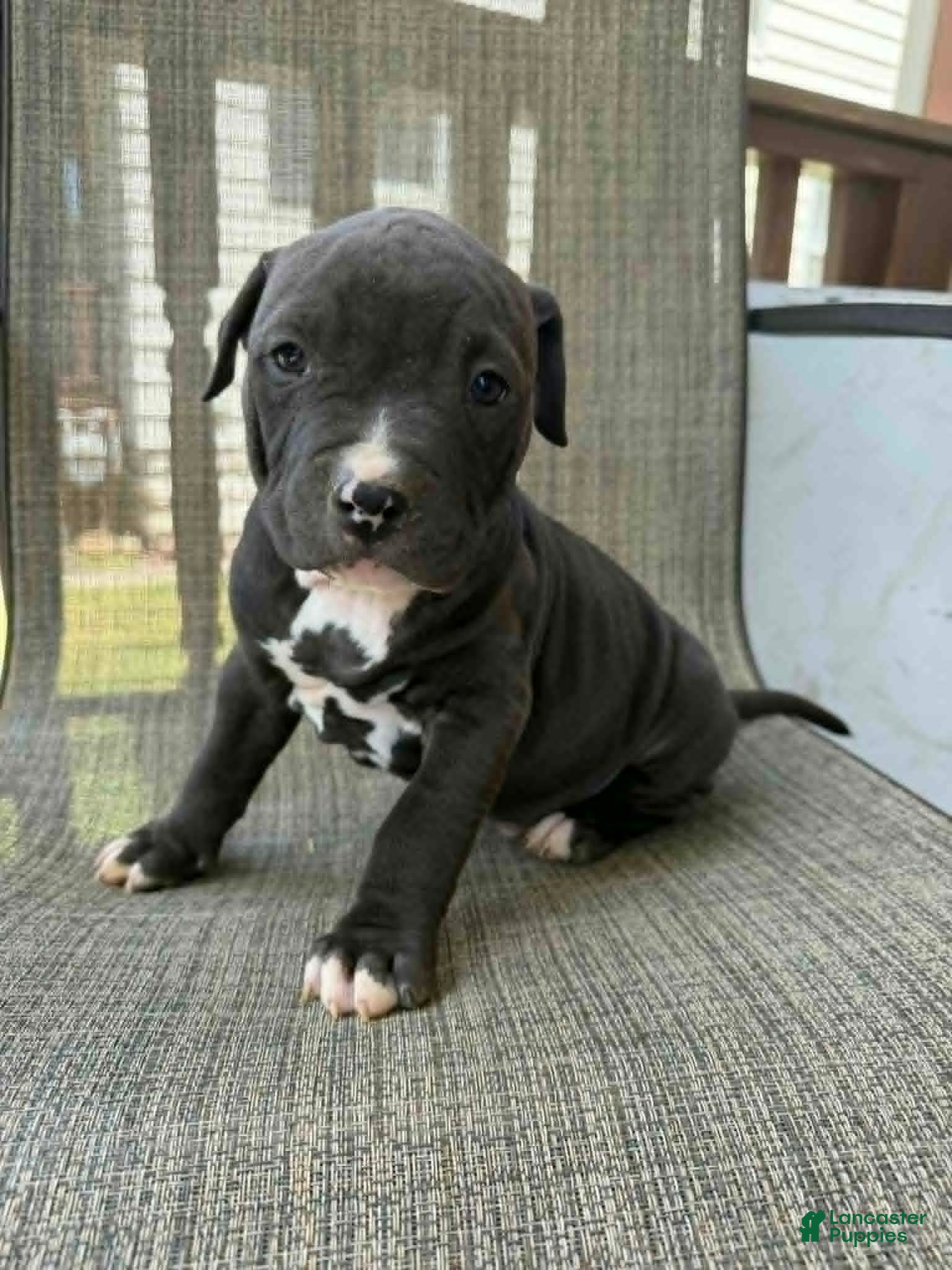 American Bully dogs for sale: Onyx - Ad 7