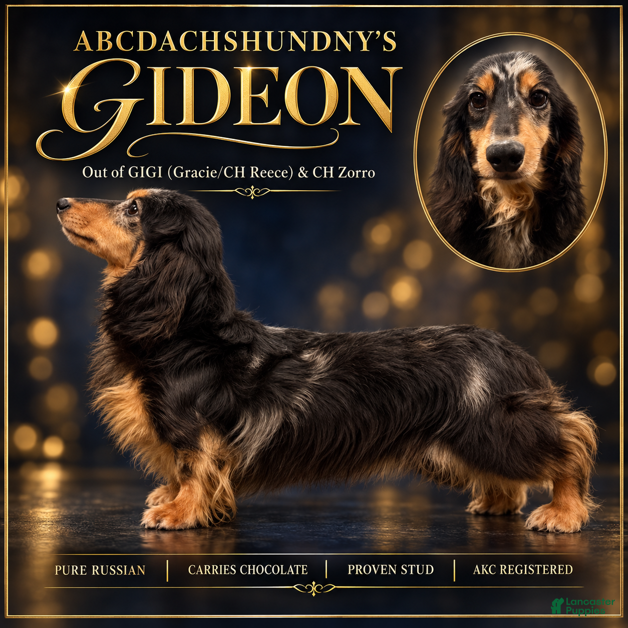 Miniature Dachshund dogs Champion sired Russian AKC boy - Ad 4