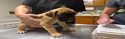 Boxer dogs for sale: Lizzie AKC Euro - Ad 5
