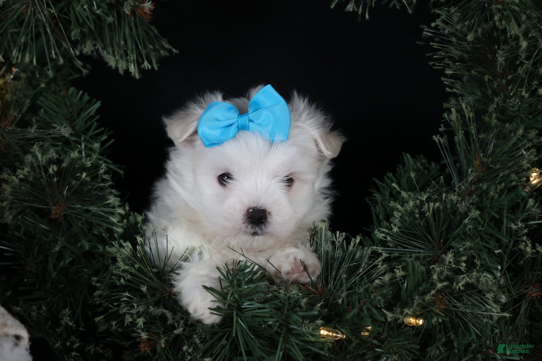 Maltese dogs for sale: ANDREW - Ad 13