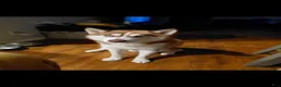 Siberian Husky dogs for sale: Miles Crimson  - Ad 2