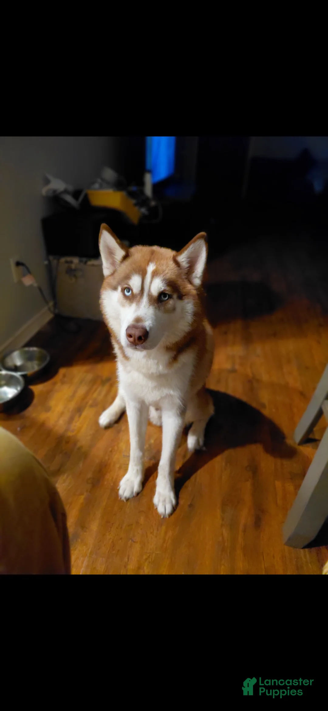 Siberian Husky dogs for sale: Miles Crimson  - Ad 2