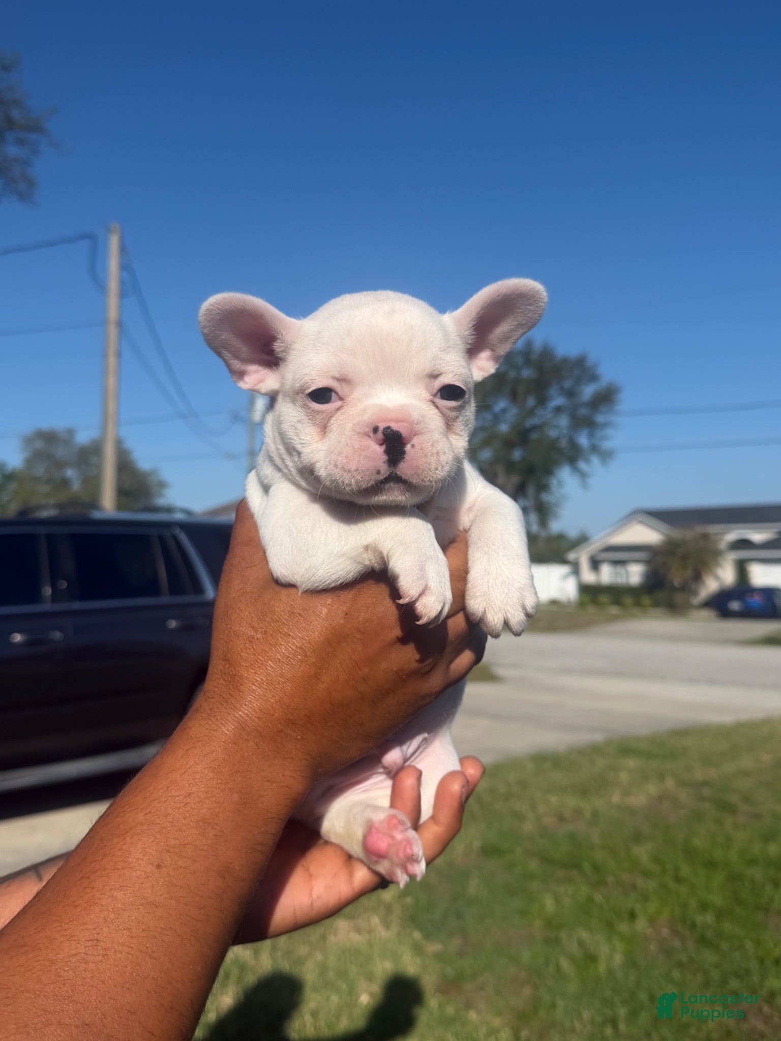 French Bulldog dogs French Bulldog Puppy 1 - Ad 38