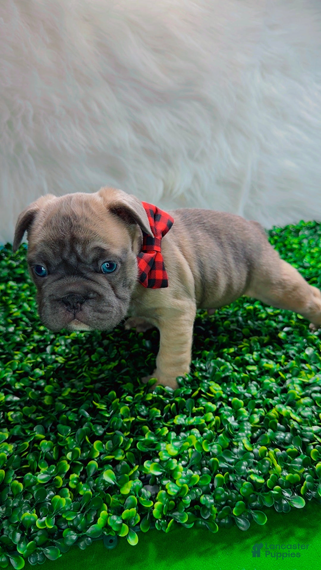 French Bulldog dogs for sale: FEVER  - Ad 7