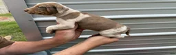 Catahoula Leopard Dog dogs for sale: Crossbow “Bow” aka Daisy  - Ad 8