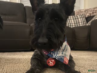 Scottish Terrier dogs Scottie stud - Ad 1