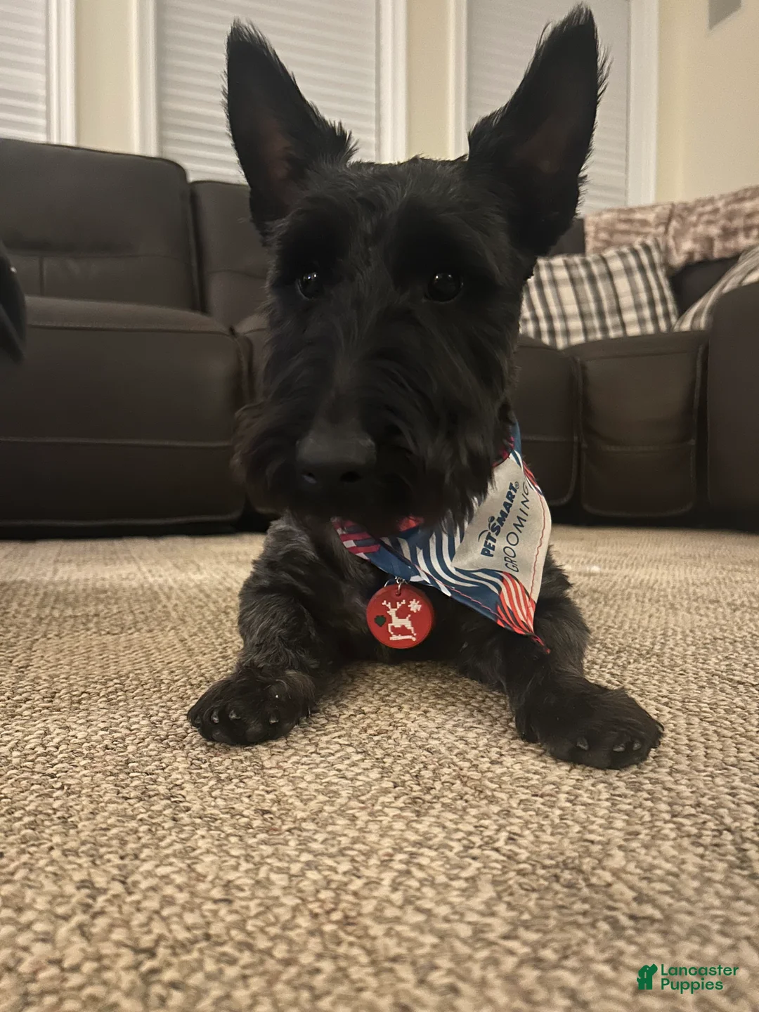 Scottish Terrier dogs for stud: Scottie stud - Ad 1