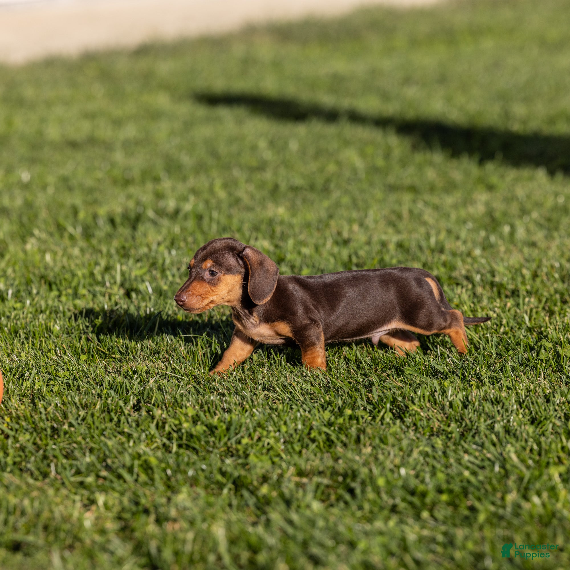 Miniature Dachshund dogs for sale: Scout - Ad 2