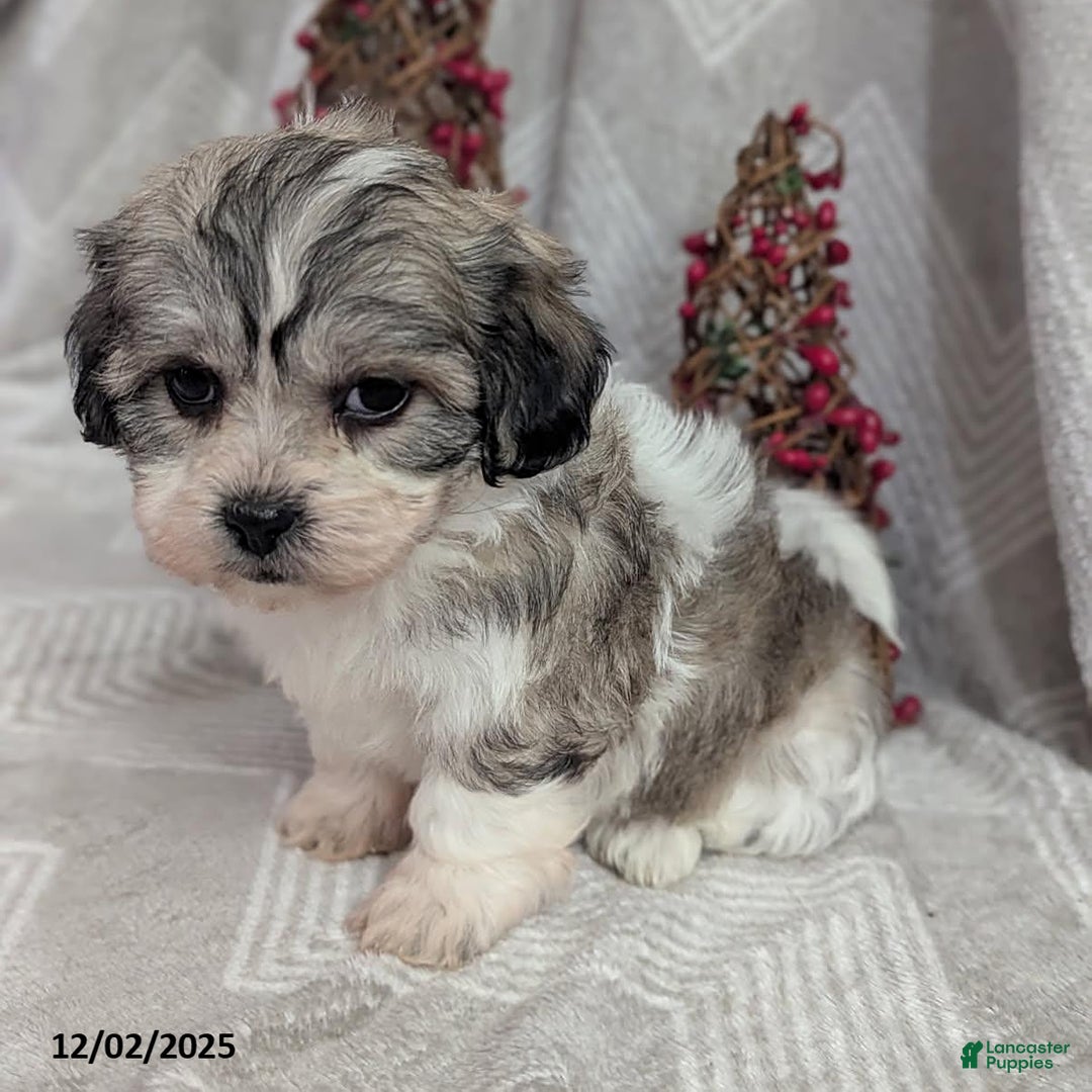 Teddy Bear dogs for sale: Iesha - Ad 2