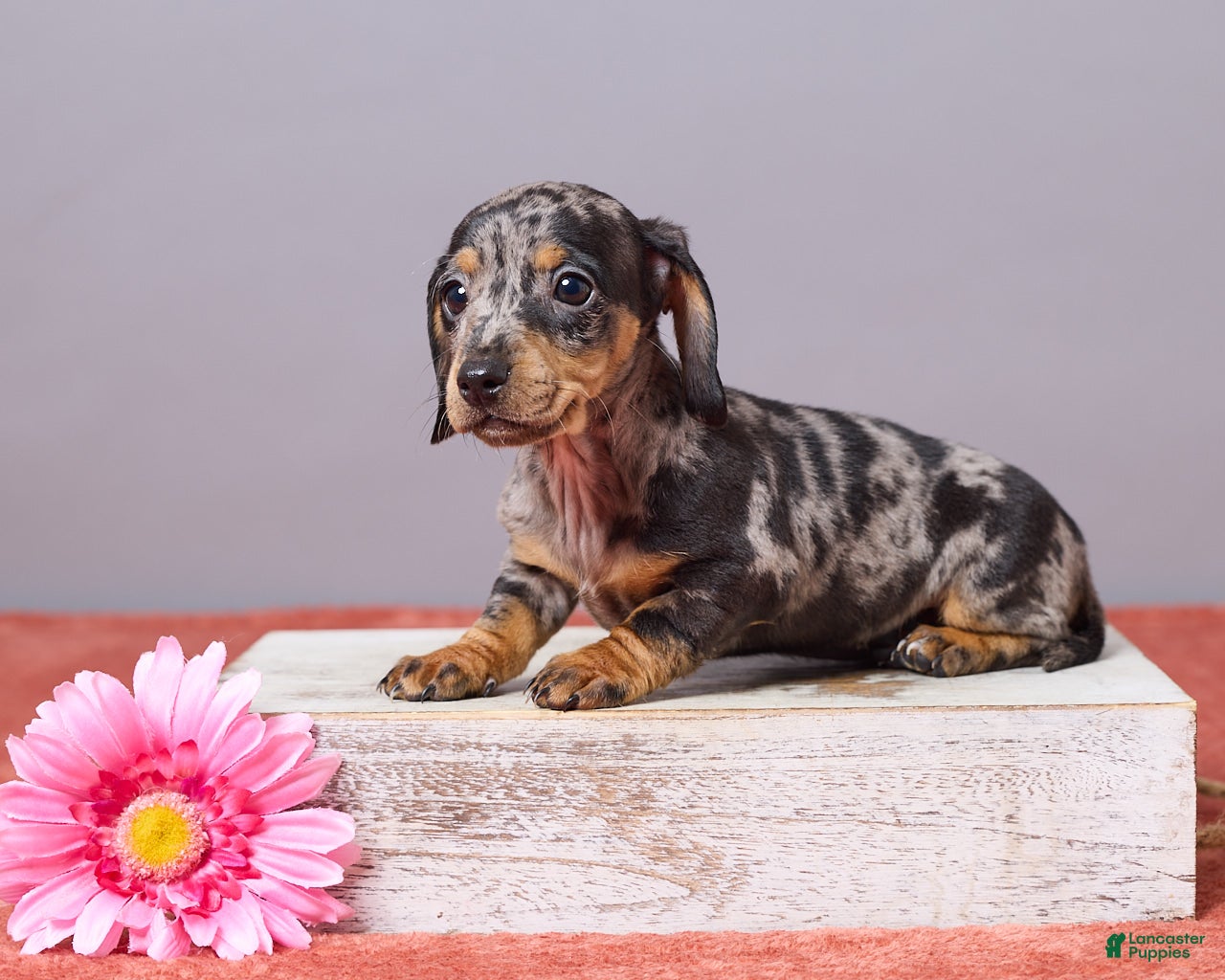 Miniature Dachshund dogs Violet - Ad 1