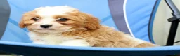 Cavapoo dogs for sale: Rex - Ad 3