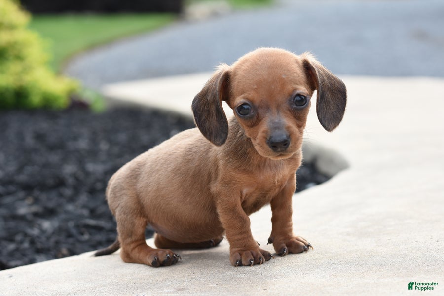 Miniature Dachshund dogs Yolette - Ad 2