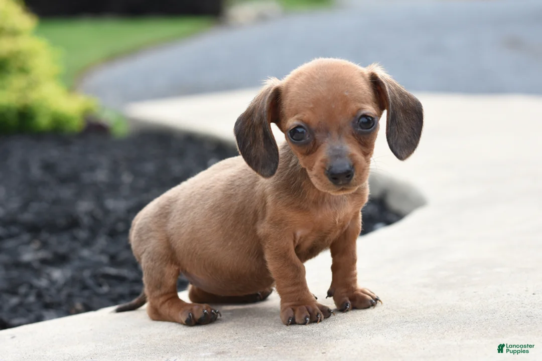 Miniature Dachshund dogs for sale: Yolette - Ad 2