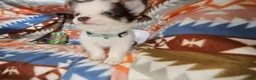 Chihuahua dogs for sale: Jo Jo (Long-Haired T-Cup) - Ad 4